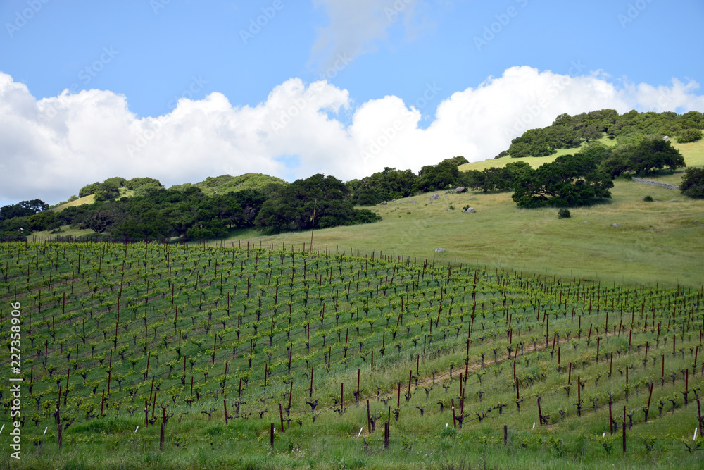 Napa Valley vineyards