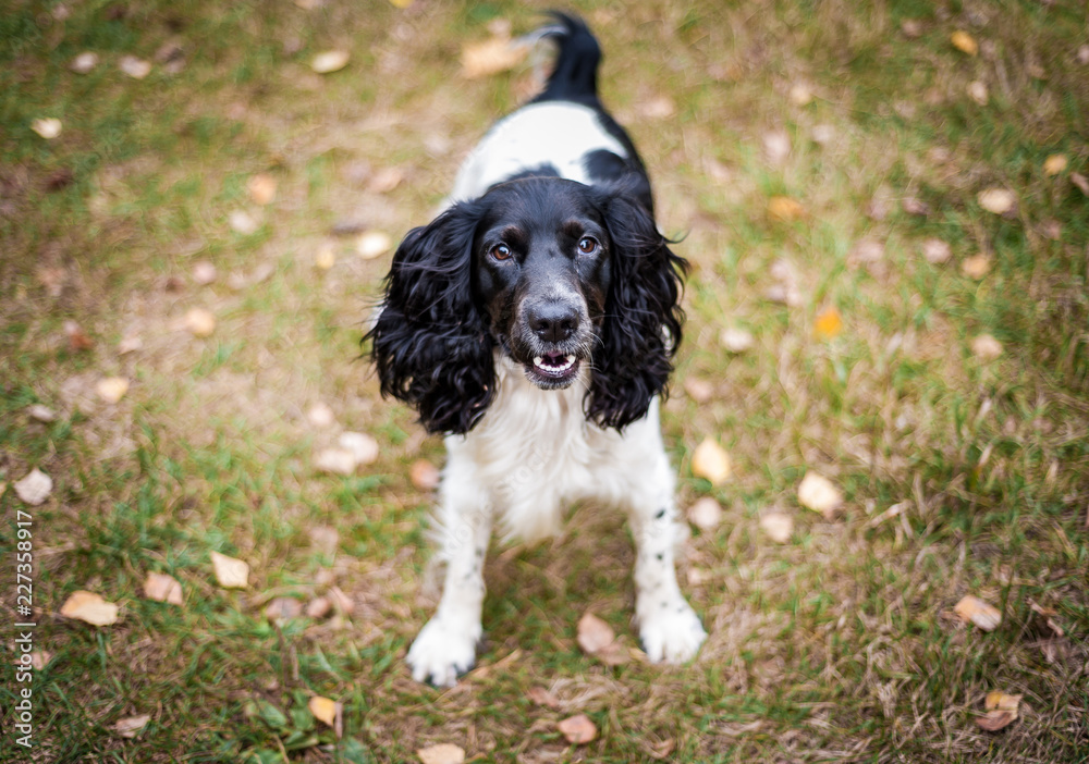 Russian spaniel portrait of a dog