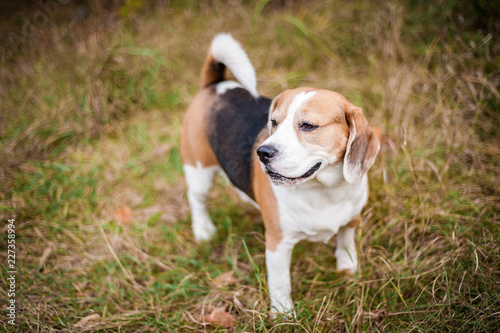 Hound Beagle on a walk in the autumn Park