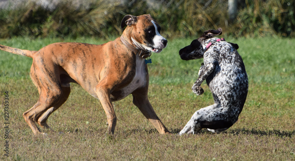 Two dogs playing outside 