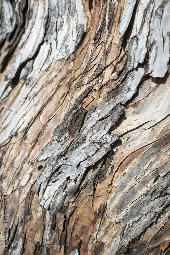 Rough weathered tree trunk natural texture background Rough weathered tree trunk natural texture background