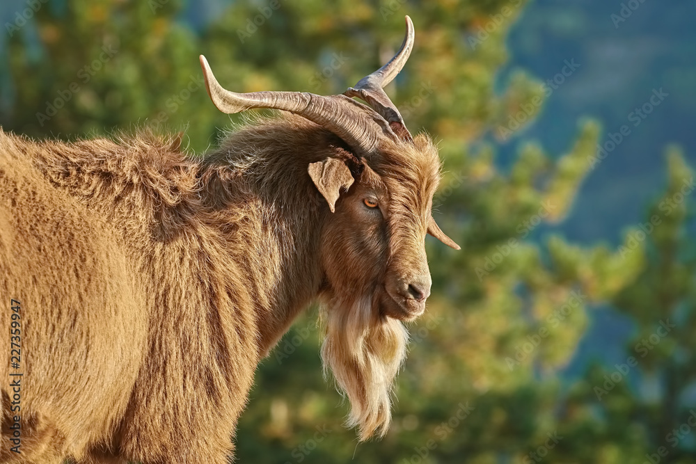 Fototapeta Portret kozy z rogami