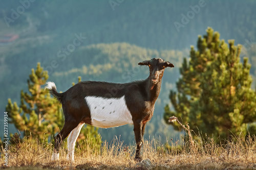 Goat without Horns