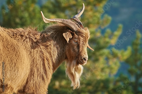 Portrait of Goat with Horns