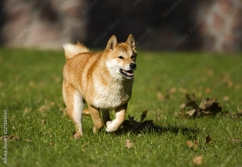Redhead Shiba Inu dog running across the lawn Redhead Shiba Inu dog running across the lawn