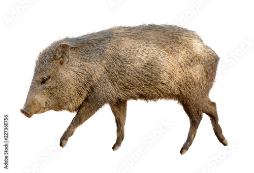 Wild Javelina Pig Isolated on White photo