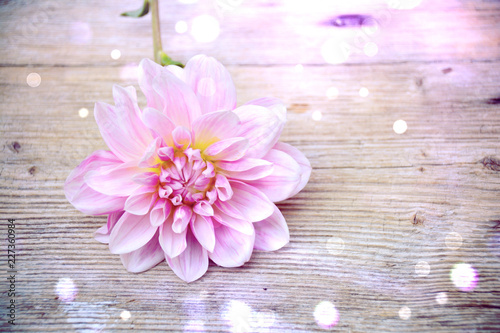 Fototapeta Naklejka Na Ścianę i Meble -  Grußkarte - Dahlie mit Bokeh Lichtern