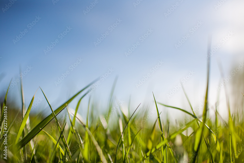 Fototapeta premium grass sky macro summer