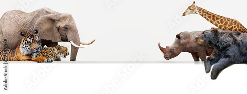 Zoo Animals Hanging Over Web Banner © adogslifephoto