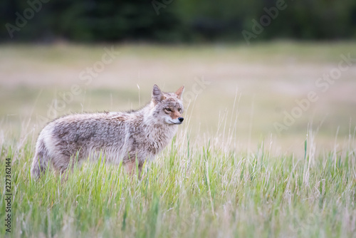 Coyote in the wild