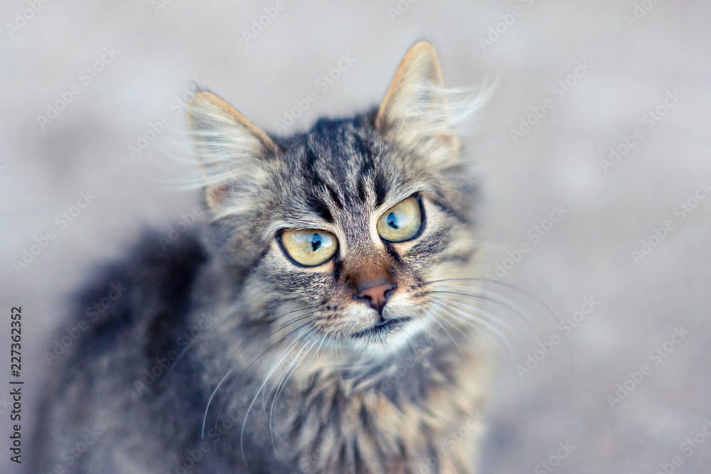Closeup portrait of a cat with a blurred background shows the emotion of surprise. Copy space, toning