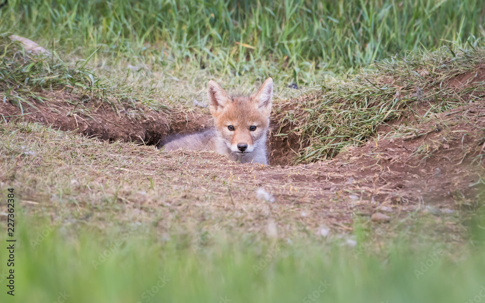 Coyote in the wild Coyote in the wild
