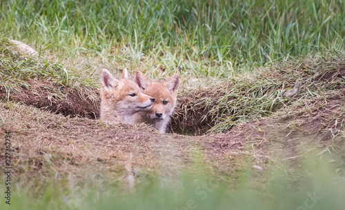 Coyote in the wild © Jillian