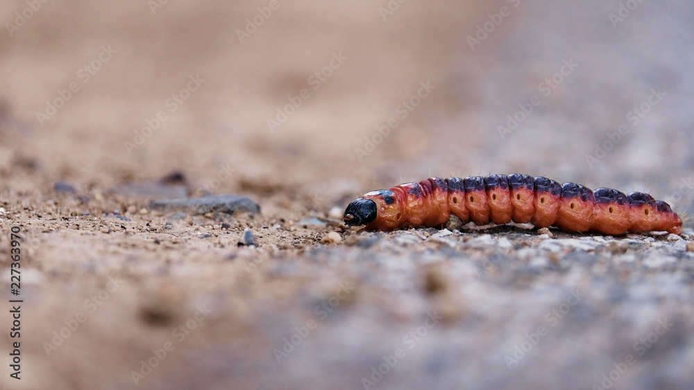 orange purple caterpillar orange purple caterpillar