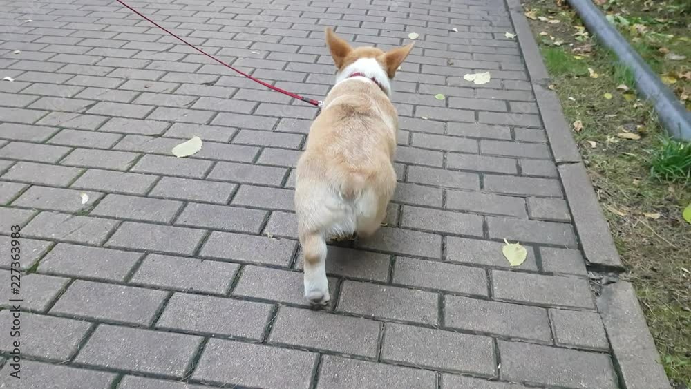 Corgi Puppy is walking on the pavement in park. Rear view. Corgi Puppy is walking on the pavement in park. Rear view.