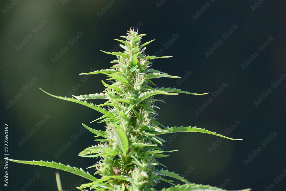 Close up of a marijuana plant Close up of a marijuana plant