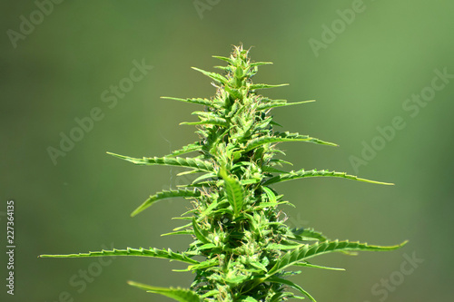Close up of a marijuana plant