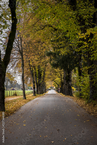 Autumn pathway near Fussen  Germany