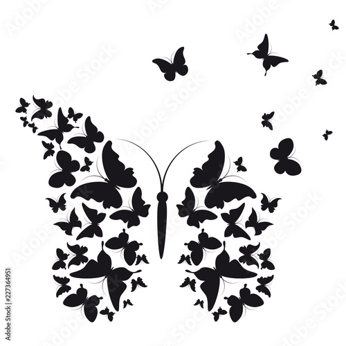 black butterfly, isolated on a white