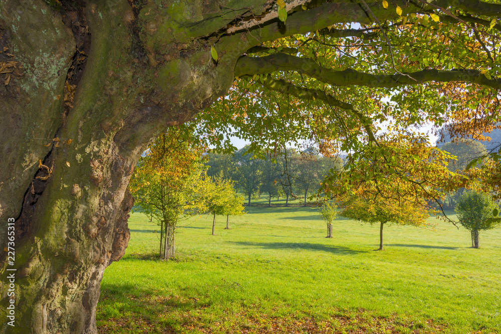 Panorama of trees in a green meadow on a hill in sunlight at fall Panorama of trees in a green meadow on a hill in sunlight at fall