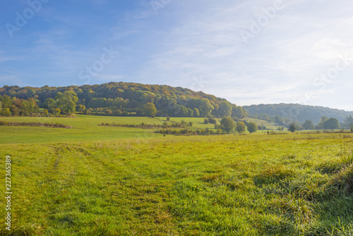 Panorama of trees in a green meadow on a hill in sunlight at fall