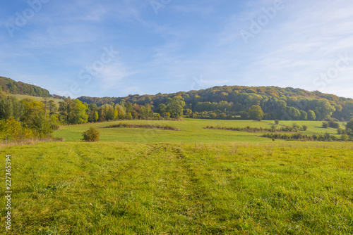 Panorama of trees in a green meadow on a hill in sunlight at fall © Naj
