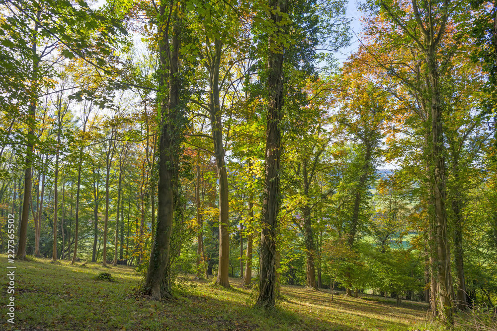 Panorama of trees in a green meadow on a hill in sunlight at fall