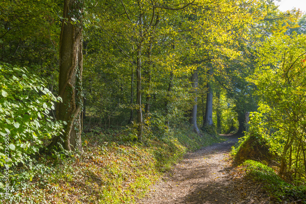 Panorama of trees in a green meadow on a hill in sunlight at fall