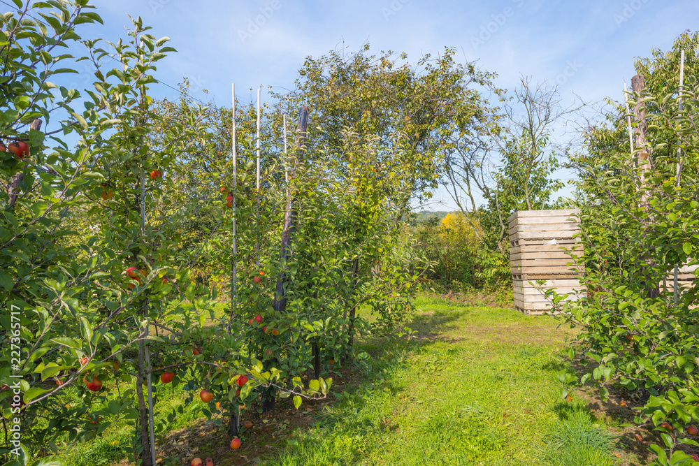 Apple tree with apples in a green field in sunlight at fall Apple tree with apples in a green field in sunlight at fall