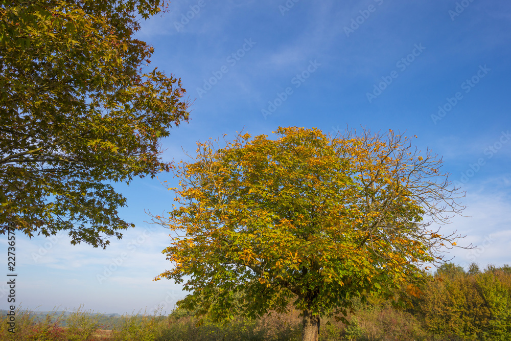 Rural landscape in autumn colors in sunlight at fall