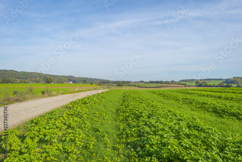 Vegetables growing in a field below a blue sky in sunlight at fall  