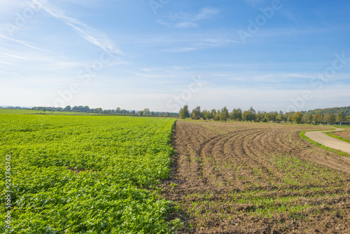 Vegetables growing in a field below a blue sky in sunlight at fall 