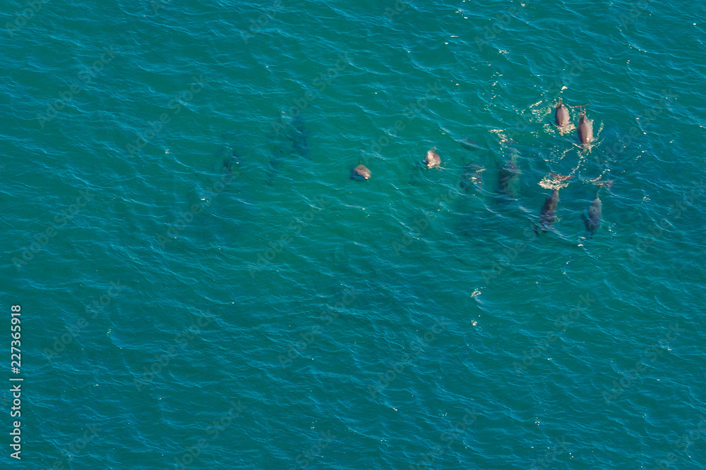 Group of whales in St Lucia, South Africa, one of the top Safari Tour destinations. Aerial view. Whale watching during migration between June and November in winter season.