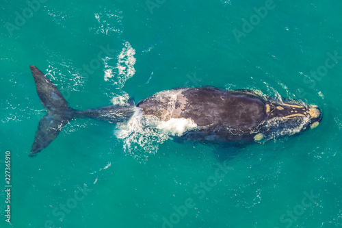 Adult Whale off the shore in St Lucia, South Africa, one of the top Safari Tour destinations. Aerial view. Whale watching during migration between June and November in winter season.