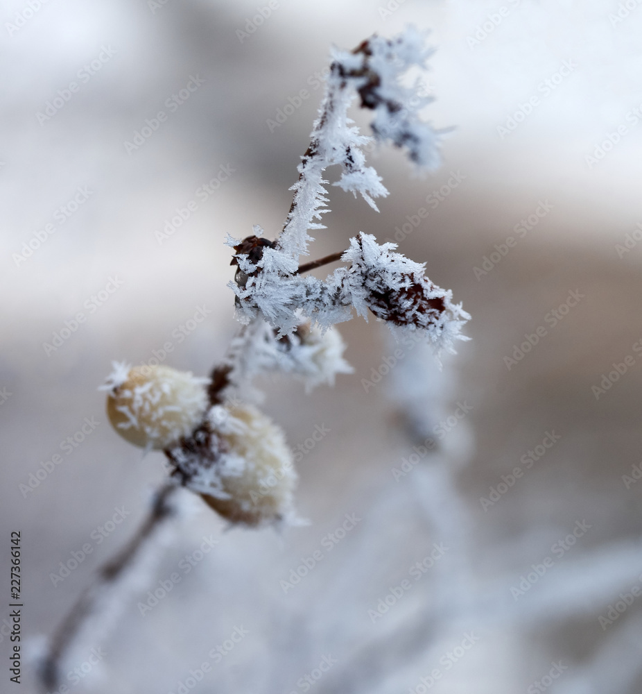 Frost on branches. Leaf covered with hoarfrost.Beautiful winter seasonal natural background.Winter landscape/Winter Frost.Close up of a frozen tree branch Frost on branches. Leaf covered with hoarfrost.Beautiful winter seasonal natural background.Winter landscape/Winter Frost.Close up of a frozen tree branch