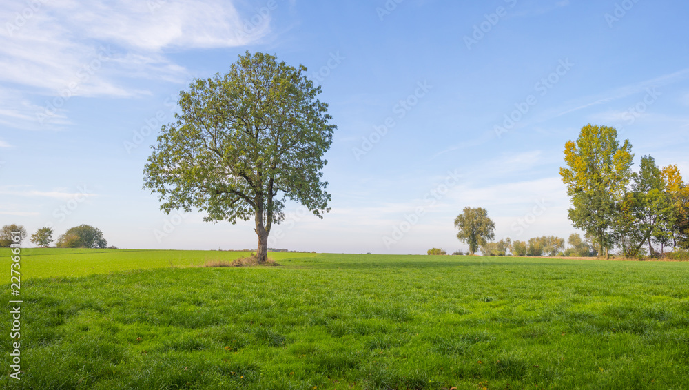 Rural landscape in autumn colors in sunlight at fall Rural landscape in autumn colors in sunlight at fall