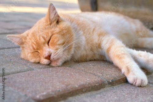 Fototapeta Naklejka Na Ścianę i Meble -  Red cat sleeping in the street. Homeless animal. Copy space