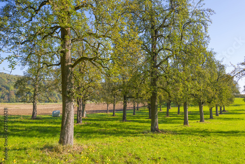 Pear trees in a green meadow in sunlight at fall