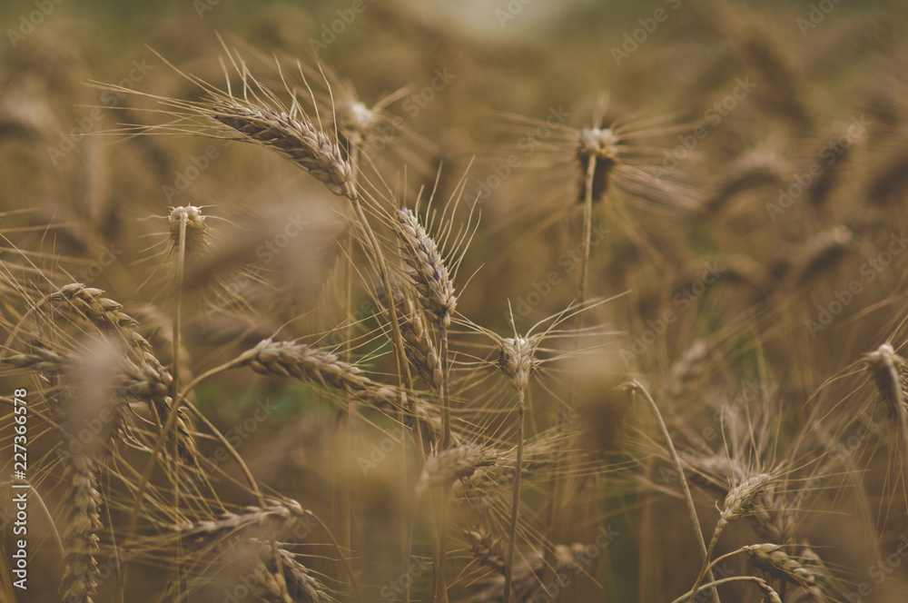 Fototapeta premium ears of wheat