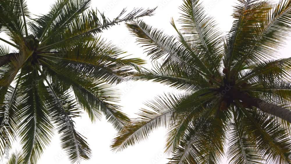 Coconut palm tree under blue sky. Summer vacation holiday and nature travel adventure concept. Relaxing weekend near seaside. Coconut palm tree under blue sky. Summer vacation holiday and nature travel adventure concept. Relaxing weekend near seaside.