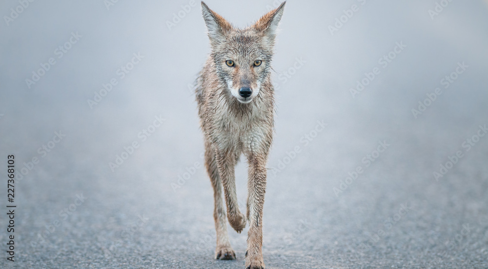 Fototapeta Kojot na wolności