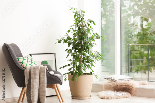 Pot with ficus near large window in living room