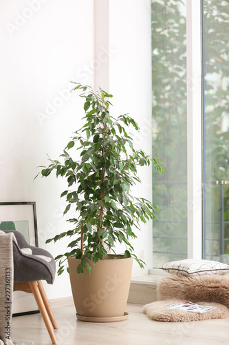 Pot with ficus near large window in living room