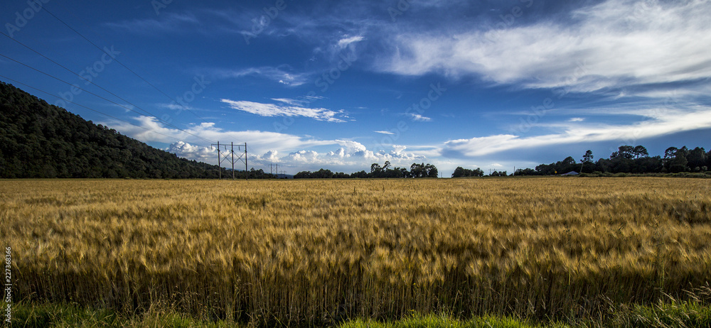 Fototapeta premium wheat field