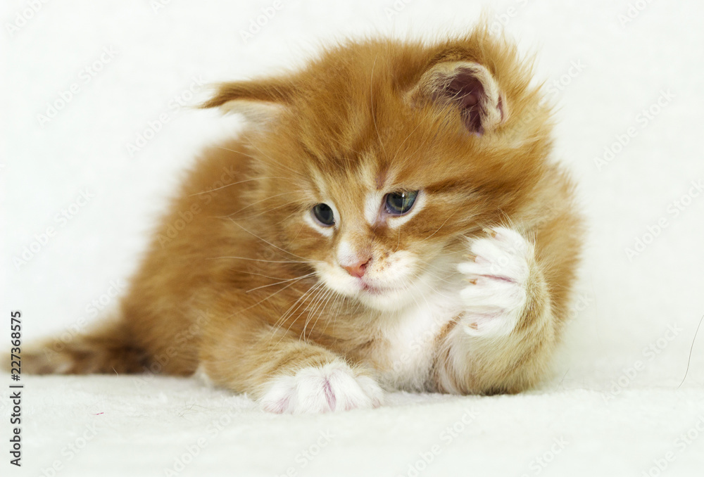 cute kitten raises paw up