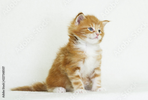 cute striped kitten
