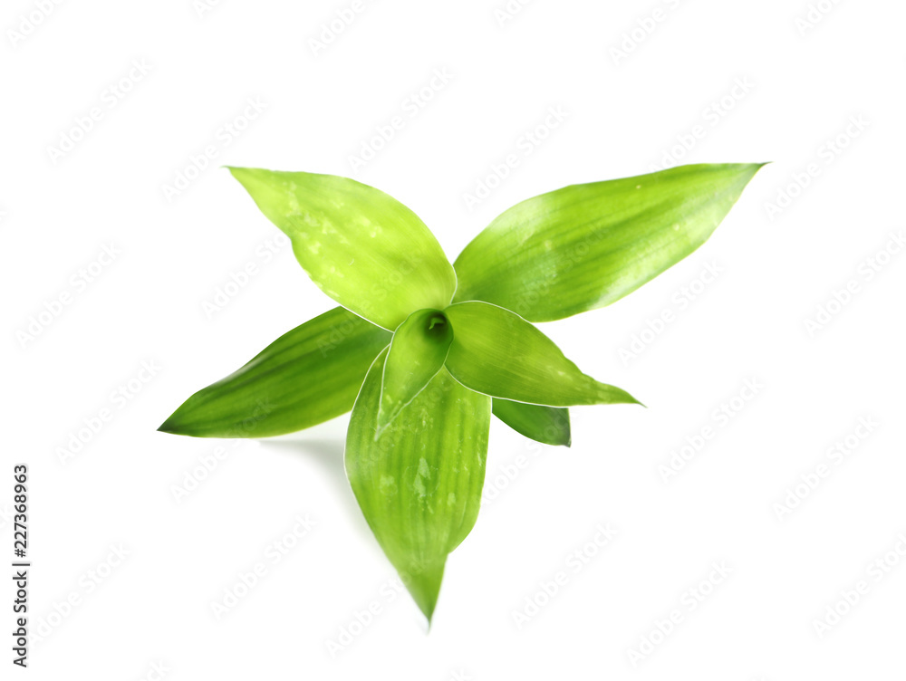 Beautiful green bamboo leaves on white background Beautiful green bamboo leaves on white background