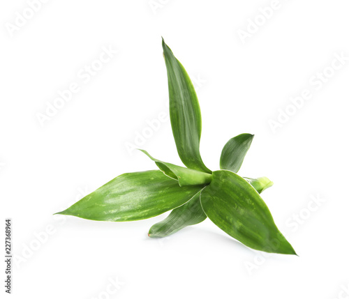 Beautiful green bamboo leaves on white background © New Africa