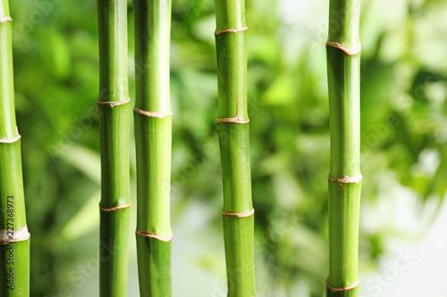Beautiful green bamboo stems on blurred background