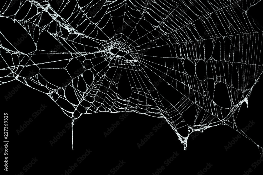 Fototapeta premium Real frost covered spider web isolated on black